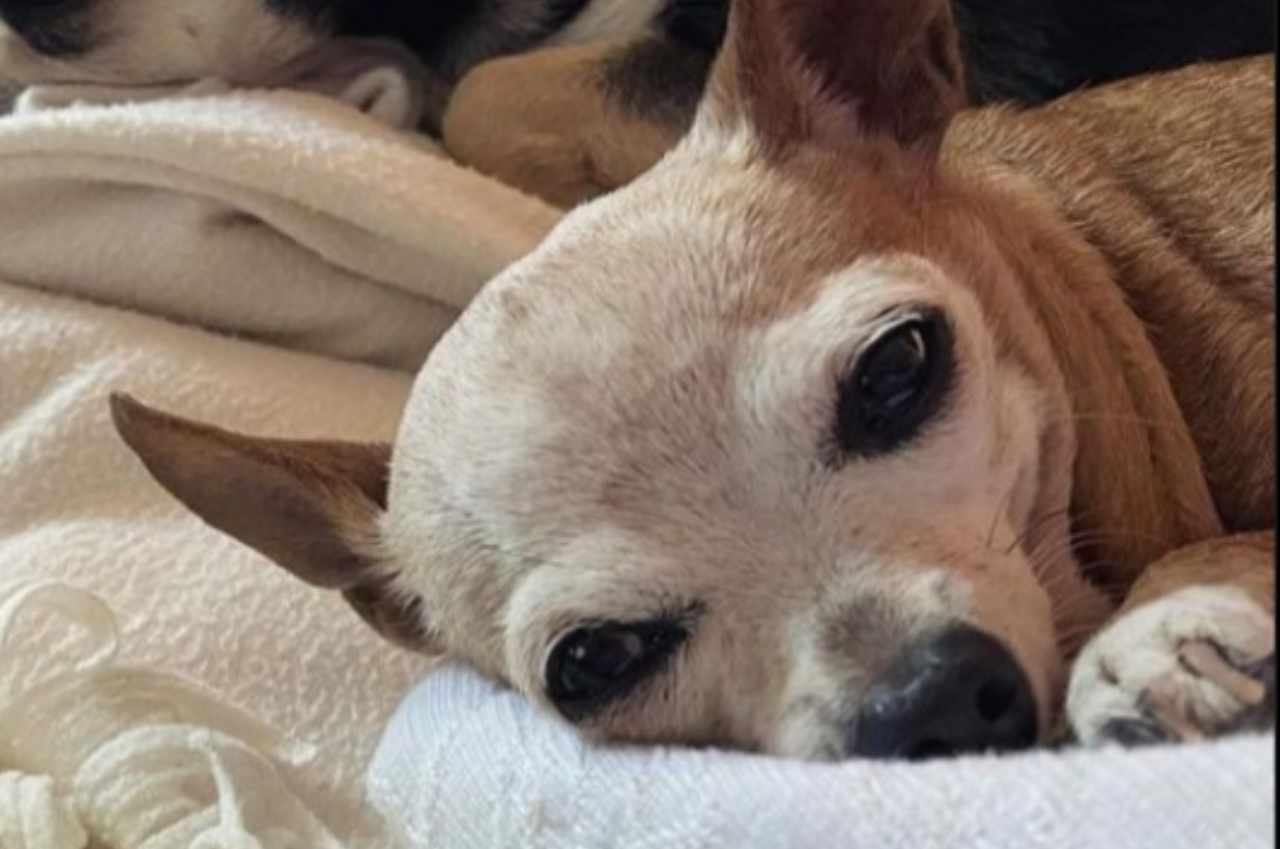 Briciola: è morto il cane di Eva Henger e Mercedesz Henger